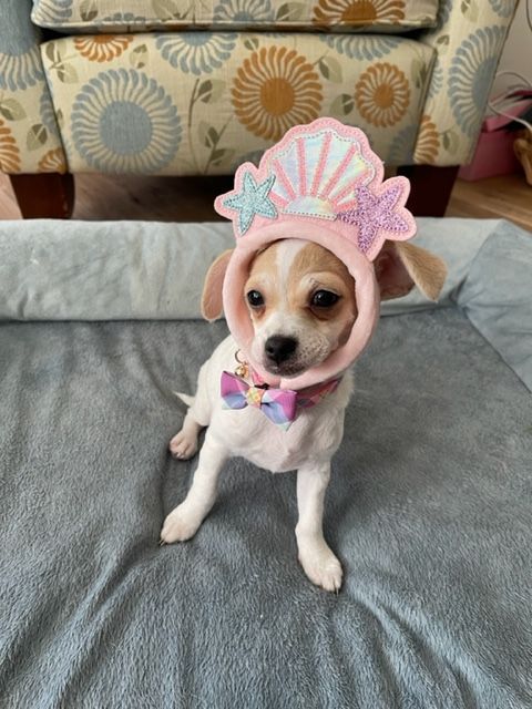 Princess Pinky's profile on Petfinder.com