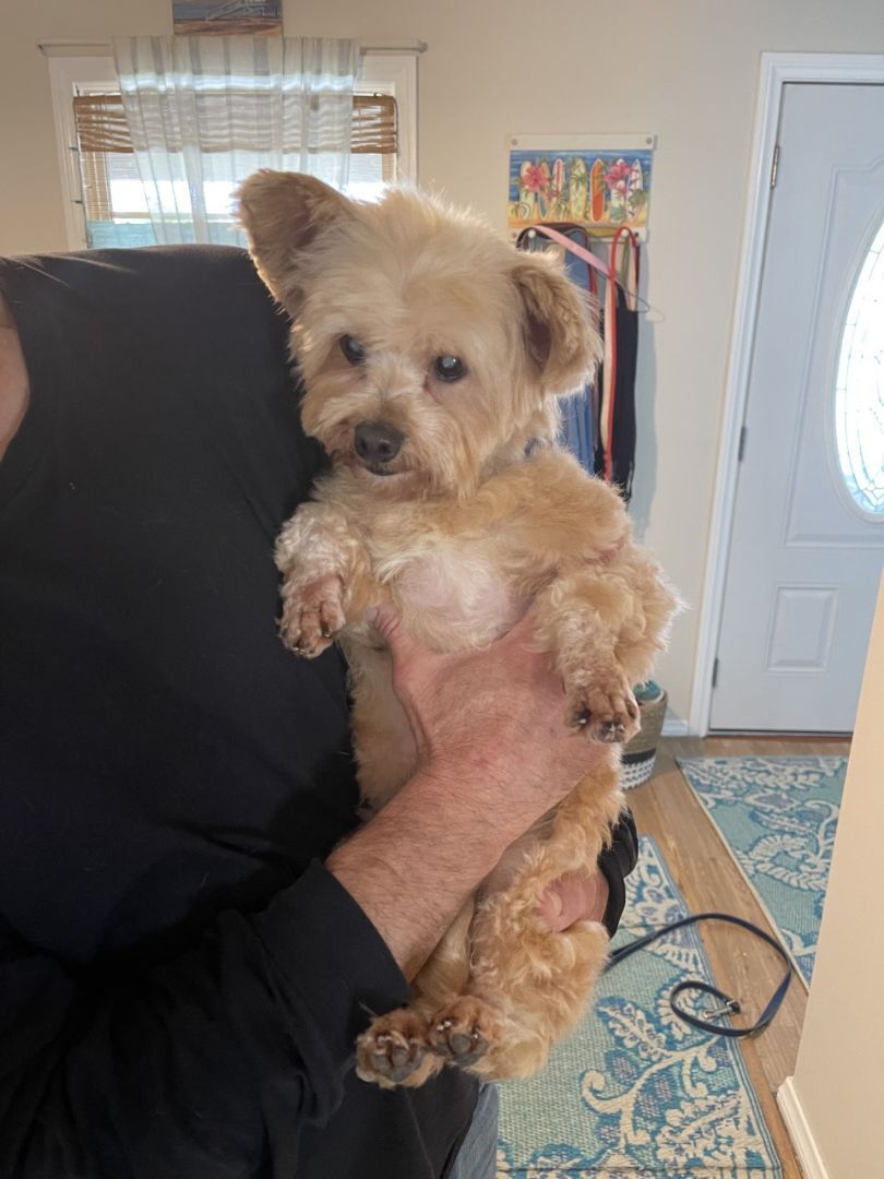 Cubby's profile on Petfinder.com